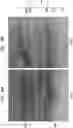 Fig. 19 - High Fidelity Restriction Endonucleases