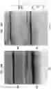 Fig. 21 - High Fidelity Restriction Endonucleases