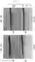 Fig. 22 - High Fidelity Restriction Endonucleases