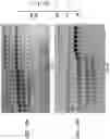 Fig. 27 - High Fidelity Restriction Endonucleases