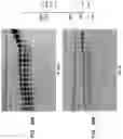 Fig. 29 - High Fidelity Restriction Endonucleases