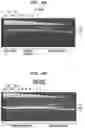 Fig. 41 - High Fidelity Restriction Endonucleases