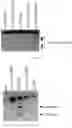 Fig. 06 - DNA WRITERS, MOLECULAR RECORDERS AND USES THEREOF