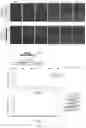 Fig. 57 - DNA WRITERS, MOLECULAR RECORDERS AND USES THEREOF