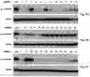 Fig. 05 - Compositions of asymmetric interfering RNA and uses thereof