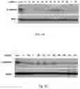 Fig. 06 - Compositions of asymmetric interfering RNA and uses thereof