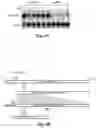 Fig. 07 - Compositions of asymmetric interfering RNA and uses thereof