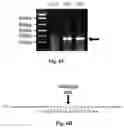 Fig. 08 - Compositions of asymmetric interfering RNA and uses thereof