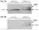 Fig. 10 - Compositions of asymmetric interfering RNA and uses thereof
