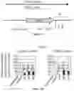 Fig. 22 - CHIMERIC RNA OLIGONUCLEOTIDES AND USES THEREOF
