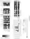 Fig. 26 - CHIMERIC RNA OLIGONUCLEOTIDES AND USES THEREOF
