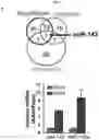 Fig. 04 - Regulation of MIR-143 using nucleic acid molecules