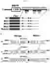 Fig. 05 - Regulation of MIR-143 using nucleic acid molecules