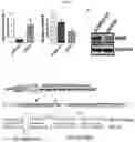 Fig. 07 - Regulation of MIR-143 using nucleic acid molecules