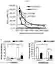 Fig. 09 - Regulation of MIR-143 using nucleic acid molecules
