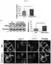 Fig. 10 - Regulation of MIR-143 using nucleic acid molecules