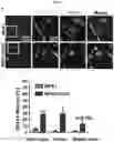 Fig. 16 - Regulation of MIR-143 using nucleic acid molecules