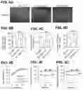 Fig. 05 - Inhibitors of CACNA1A/ALPHA1A subunit internal ribosomal entry site (IRES) and methods of treating spinocerebellar ataxia type 6