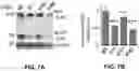 Fig. 08 - Inhibitors of CACNA1A/ALPHA1A subunit internal ribosomal entry site (IRES) and methods of treating spinocerebellar ataxia type 6