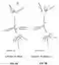 Fig. 09 - Inhibitors of CACNA1A/ALPHA1A subunit internal ribosomal entry site (IRES) and methods of treating spinocerebellar ataxia type 6