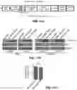 Fig. 12 - Inhibitors of CACNA1A/ALPHA1A subunit internal ribosomal entry site (IRES) and methods of treating spinocerebellar ataxia type 6