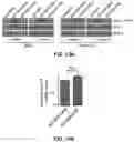 Fig. 14 - Inhibitors of CACNA1A/ALPHA1A subunit internal ribosomal entry site (IRES) and methods of treating spinocerebellar ataxia type 6