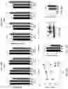 Fig. 28 - Inhibitors of CACNA1A/ALPHA1A subunit internal ribosomal entry site (IRES) and methods of treating spinocerebellar ataxia type 6