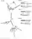 Fig. 29 - Inhibitors of CACNA1A/ALPHA1A subunit internal ribosomal entry site (IRES) and methods of treating spinocerebellar ataxia type 6