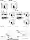 Fig. 31 - Inhibitors of CACNA1A/ALPHA1A subunit internal ribosomal entry site (IRES) and methods of treating spinocerebellar ataxia type 6