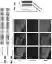 Fig. 32 - Inhibitors of CACNA1A/ALPHA1A subunit internal ribosomal entry site (IRES) and methods of treating spinocerebellar ataxia type 6