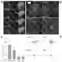 Fig. 01 - Marker, method and kit for observing effect of compound or drug on cells in real time, and use thereof