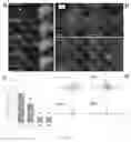 Fig. 02 - Marker, method and kit for observing effect of compound or drug on cells in real time, and use thereof