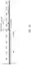 Fig. 04 - Nucleic acids and vectors for regulated target gene expression in methanotrophic bacteria