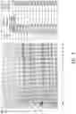 Fig. 09 - Nucleic acids and vectors for regulated target gene expression in methanotrophic bacteria