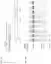 Fig. 11 - CRISPR-CAS COMPONENT SYSTEMS, METHODS AND COMPOSITIONS FOR SEQUENCE MANIPULATION