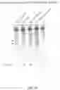 Fig. 114 - CRISPR-CAS COMPONENT SYSTEMS, METHODS AND COMPOSITIONS FOR SEQUENCE MANIPULATION