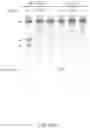 Fig. 78 - CRISPR-CAS COMPONENT SYSTEMS, METHODS AND COMPOSITIONS FOR SEQUENCE MANIPULATION