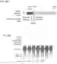 Fig. 84 - CRISPR-CAS COMPONENT SYSTEMS, METHODS AND COMPOSITIONS FOR SEQUENCE MANIPULATION