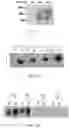 Fig. 02 - ALGAL BASED EDIBLE VACCINES