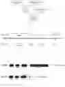Fig. 02 - Methods of obtaining androecious cucurbit plants