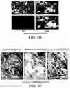 Fig. 04 - Engineered Cellular Pathways for Programmed Autoregulation of Differentiation