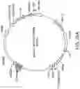 Fig. 111 - Engineered Cellular Pathways for Programmed Autoregulation of Differentiation