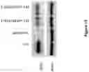 Fig. 14 - Methods and compositions for the activation of gamma-delta T-cells