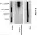 Fig. 16 - Methods and compositions for the activation of gamma-delta T-cells