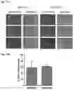 Fig. 22 - Vector-free intracellular delivery by reversible permeabilization