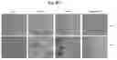 Fig. 40 - Vector-free intracellular delivery by reversible permeabilization