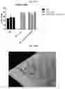 Fig. 64 - Vector-free intracellular delivery by reversible permeabilization