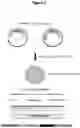 Fig. 03 - Mutants of the bacteriophage lambda integrase