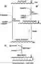 Fig. 01 - METHODS AND COMPOSITIONS FOR THE PRODUCTION OF LIPIDS