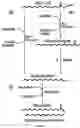 Fig. 02 - METHODS AND COMPOSITIONS FOR THE PRODUCTION OF LIPIDS